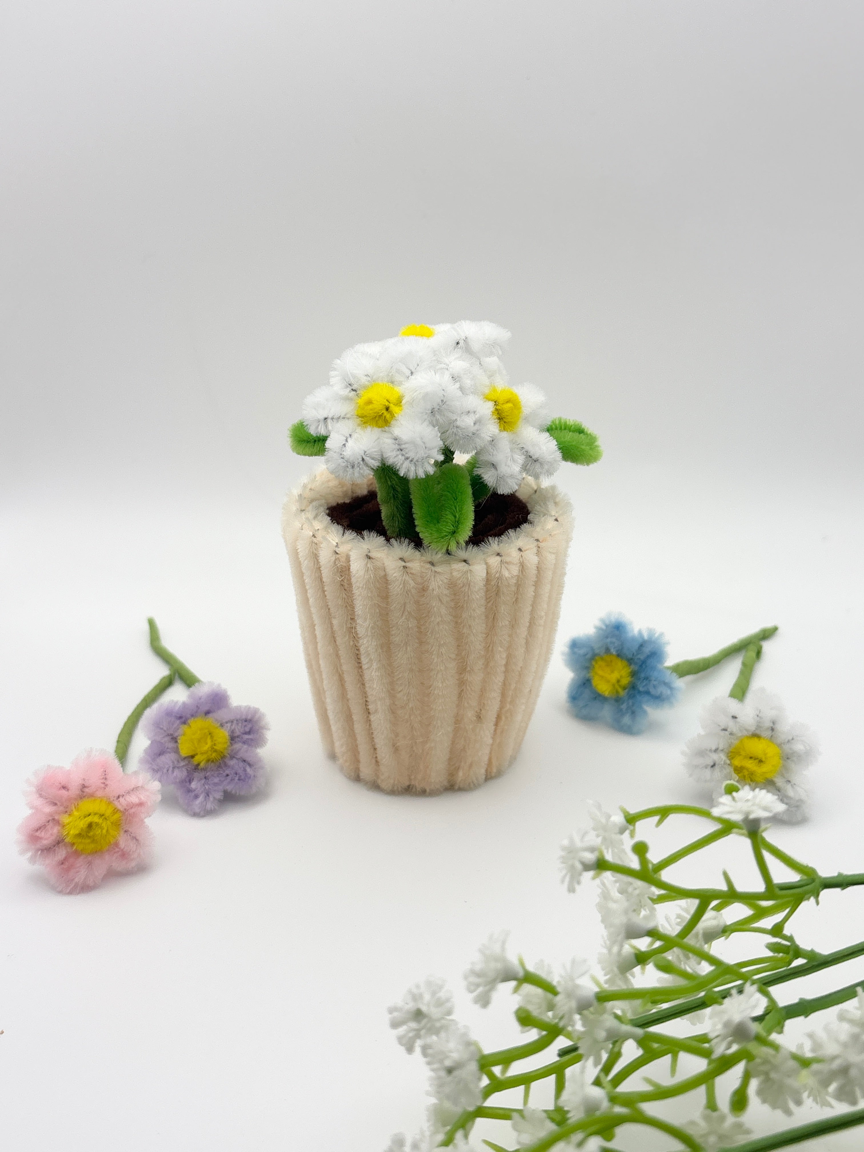 daisy
