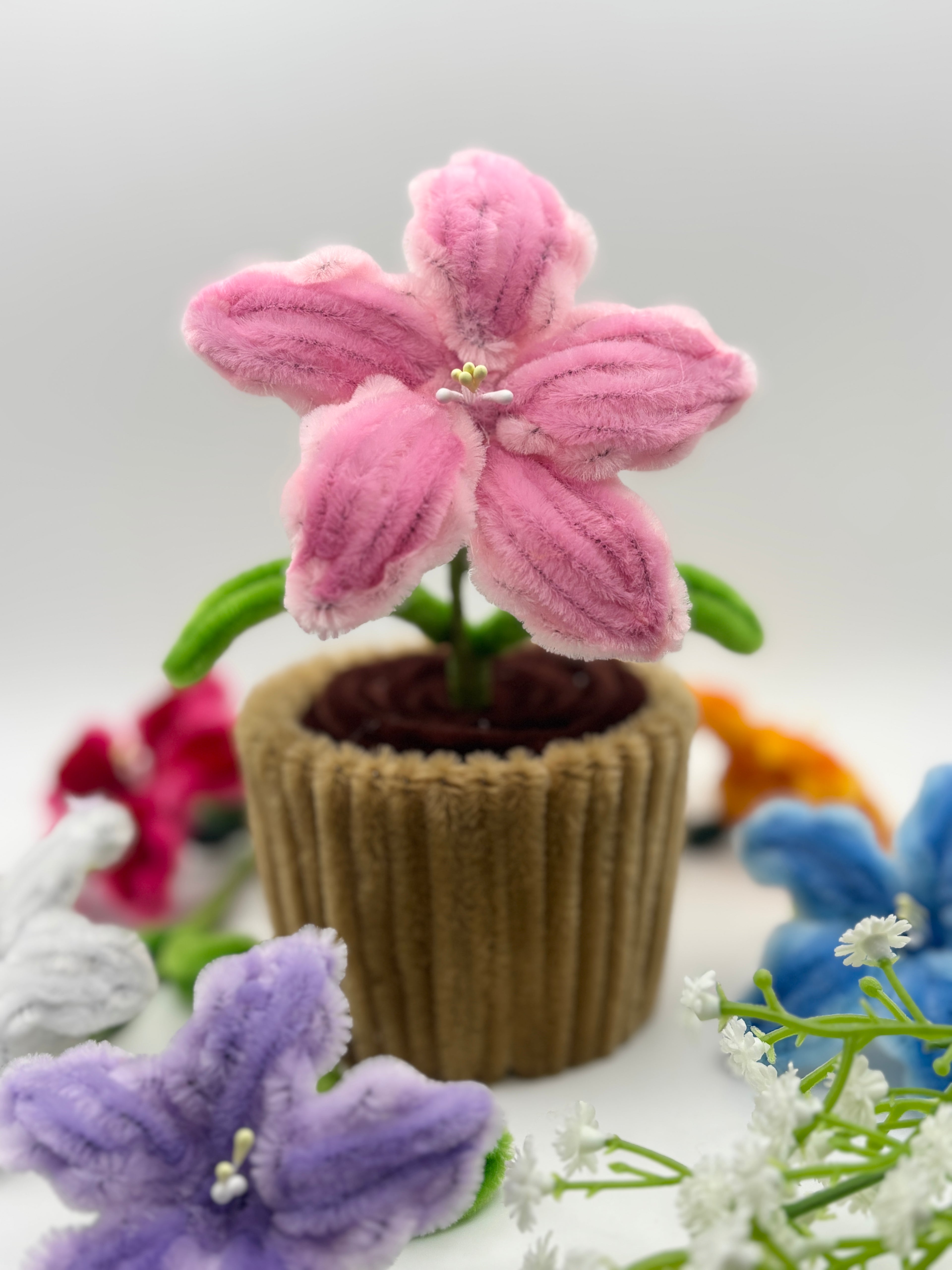 lily